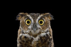 Great Horned Owl #3, Espanola, NM von Brad Wilson – Tierfotografie