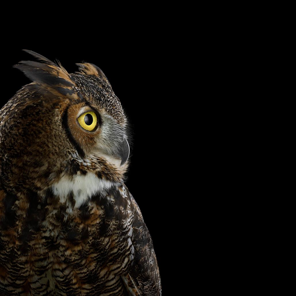 Brad Wilson Color Photograph - Great Horned Owl #5