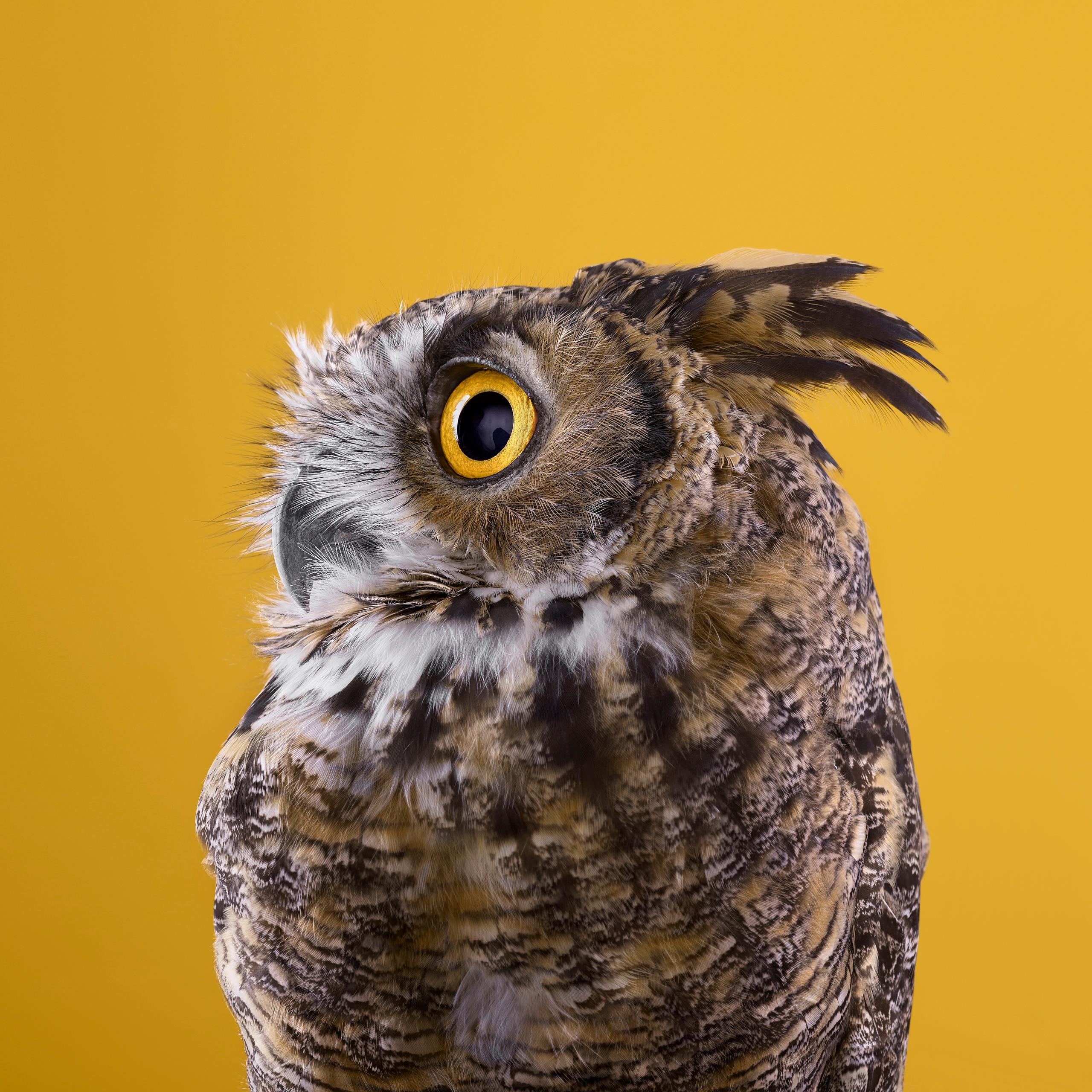 Brad Wilson Portrait Photograph - Great Horned Owl Yellow