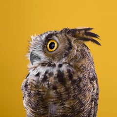 Great Horned Owl Yellow