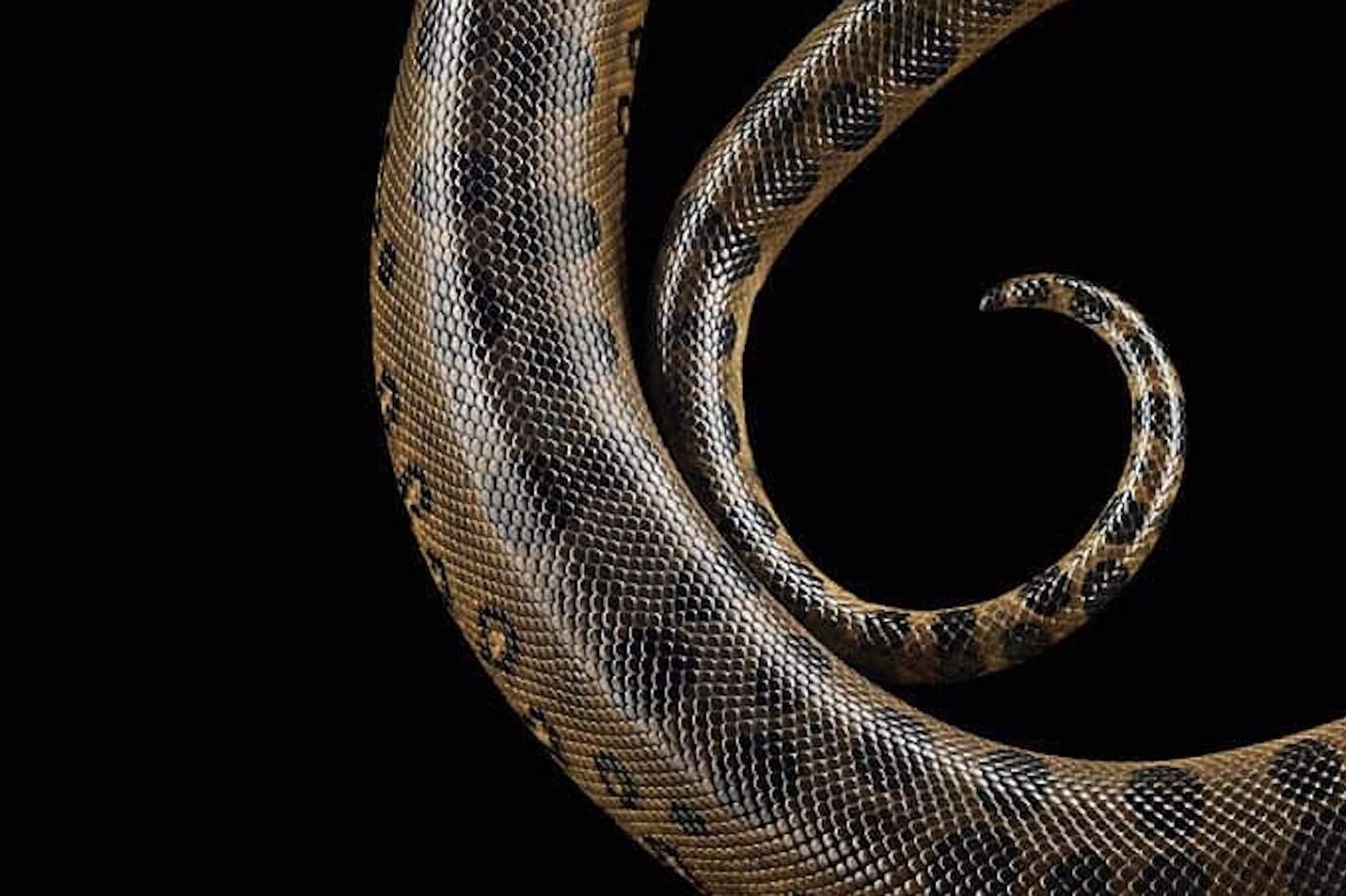 Grüne Anaconda #1 von Brad Wilson – Tierporträtfotografie im Angebot 2