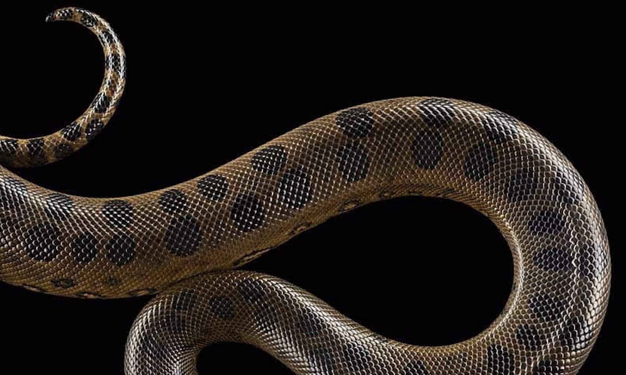 Grüne Anaconda #1 von Brad Wilson – Tierporträtfotografie im Angebot 3