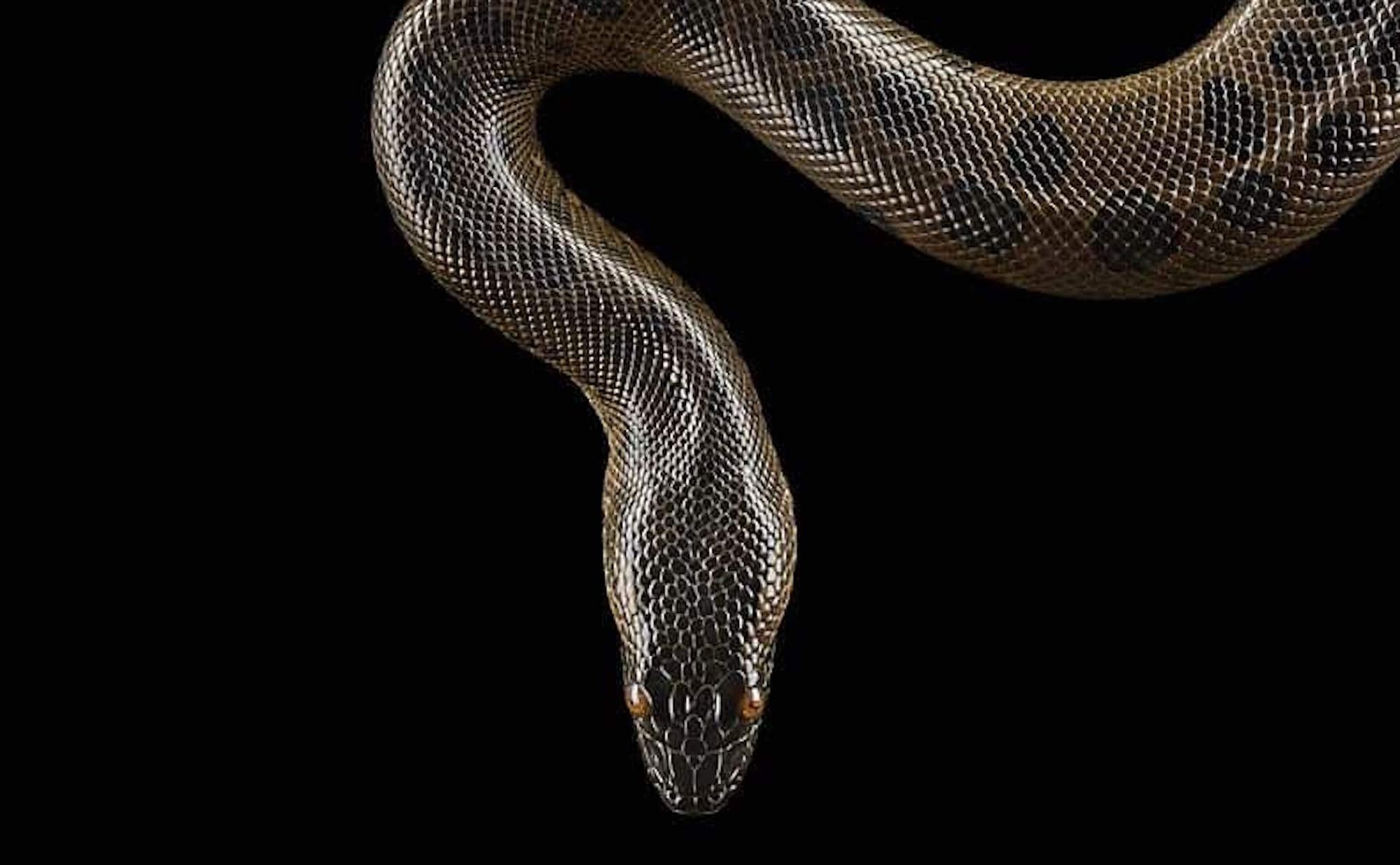 Grüne Anaconda #1 von Brad Wilson – Tierporträtfotografie im Angebot 4