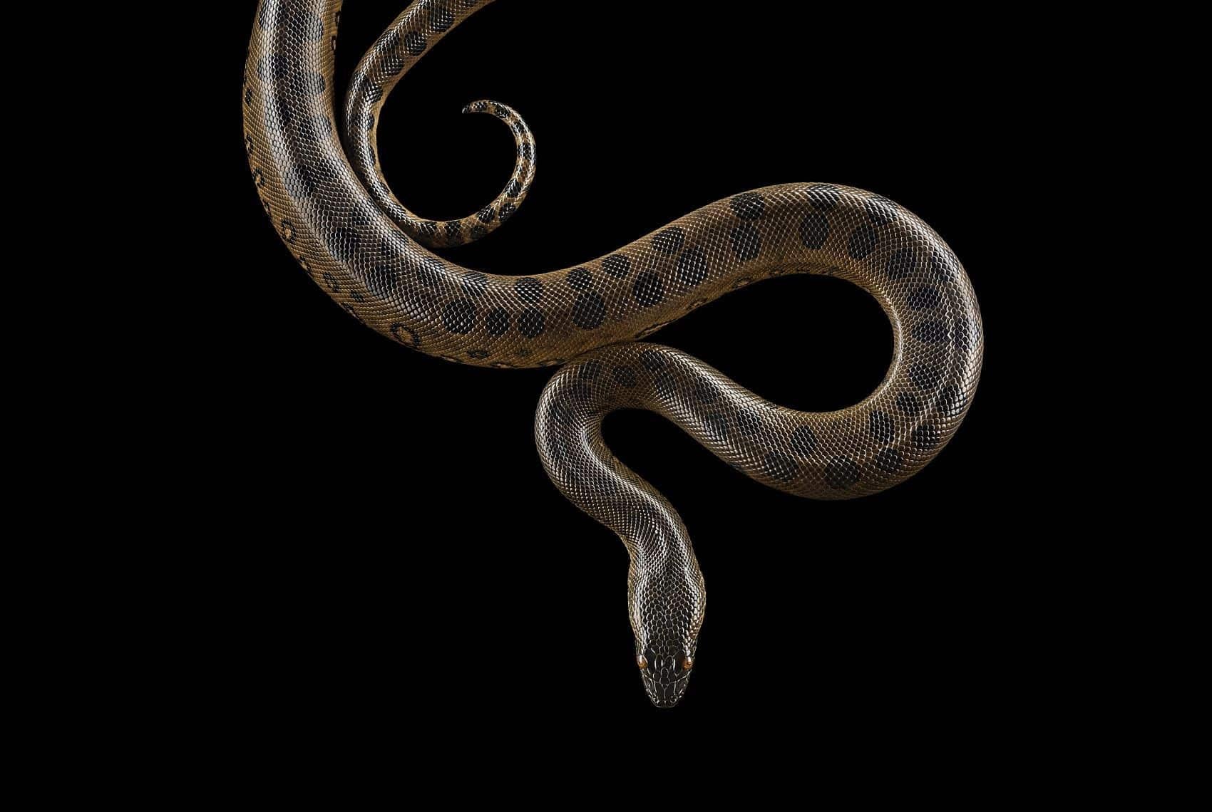 'Green Anaconda #1, Albuquerque, NM, 2013' is a limited-edition photograph by contemporary artist Brad Wilson from the ‘Affinity’ series which features studio portraits of wild animals. 

This photograph is sold unframed as a print only. It is