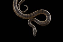 Anaconda n°1 de Brad Wilson - Photographie de portrait d'animal