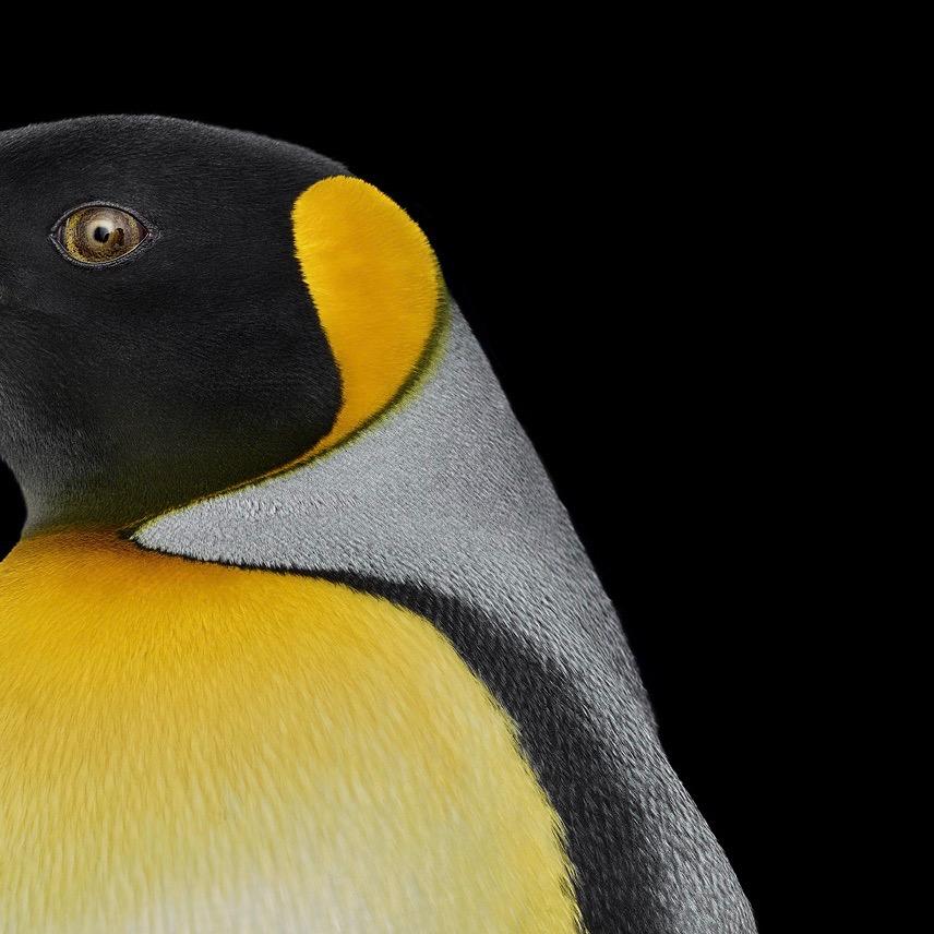 brad-wilson-king-penguin-1-albuquerque-nm-usa-by-brad-wilson