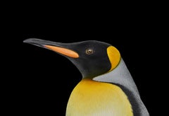 King Penguin #1, Albuquerque, NM, USA von Brad Wilson – Tierfotografie