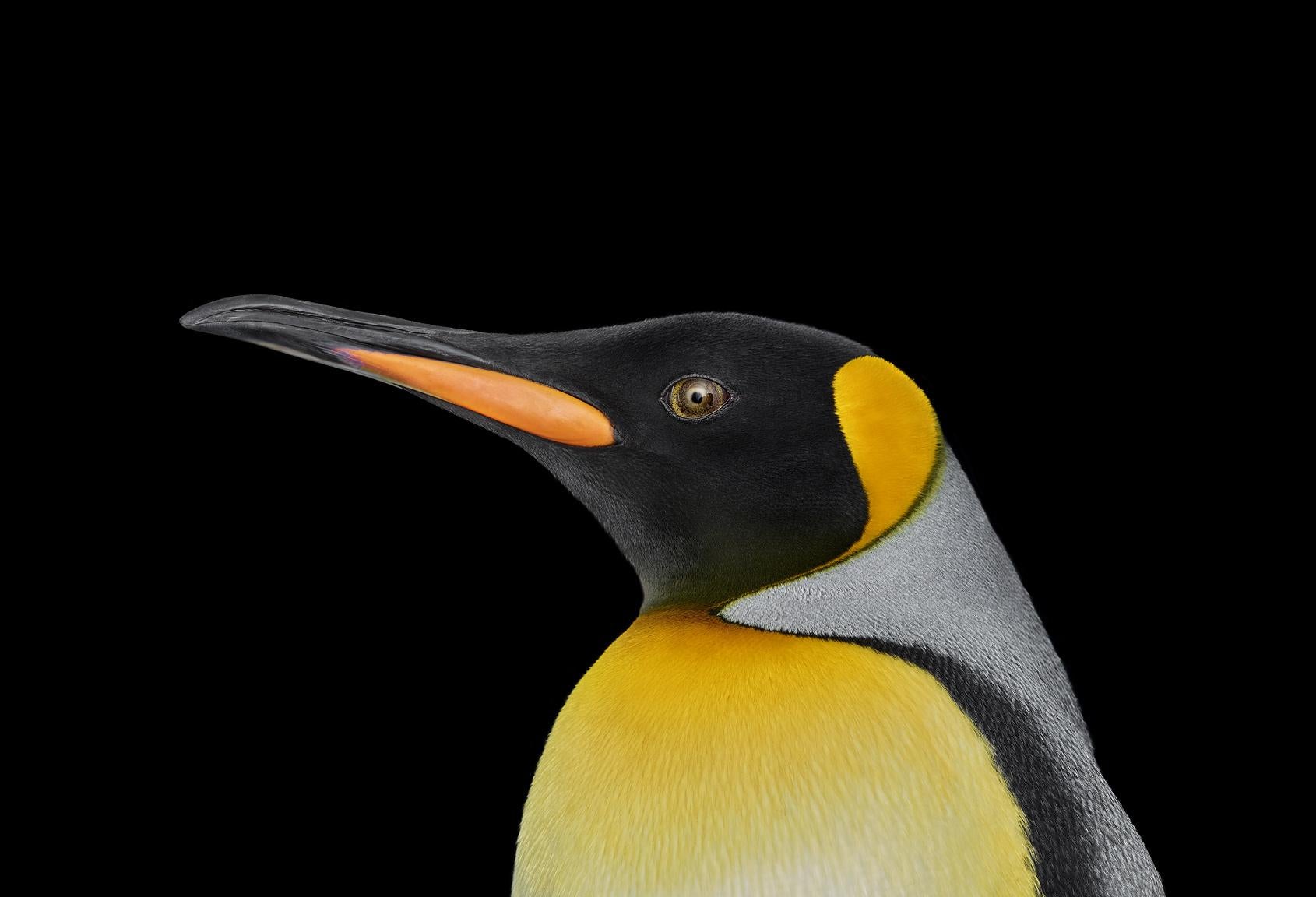 'King Penguin #1, Albuquerque, New Mexico, USA, 2019' is a limited-edition photograph by contemporary artist Brad Wilson from the ‘Affinity’ series which features studio portraits of wild animals. 

This photograph is sold unframed as a print only.