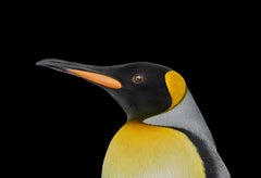 King Penguin #1 von Brad Wilson – Tierporträtfotografie, Wild Vogel