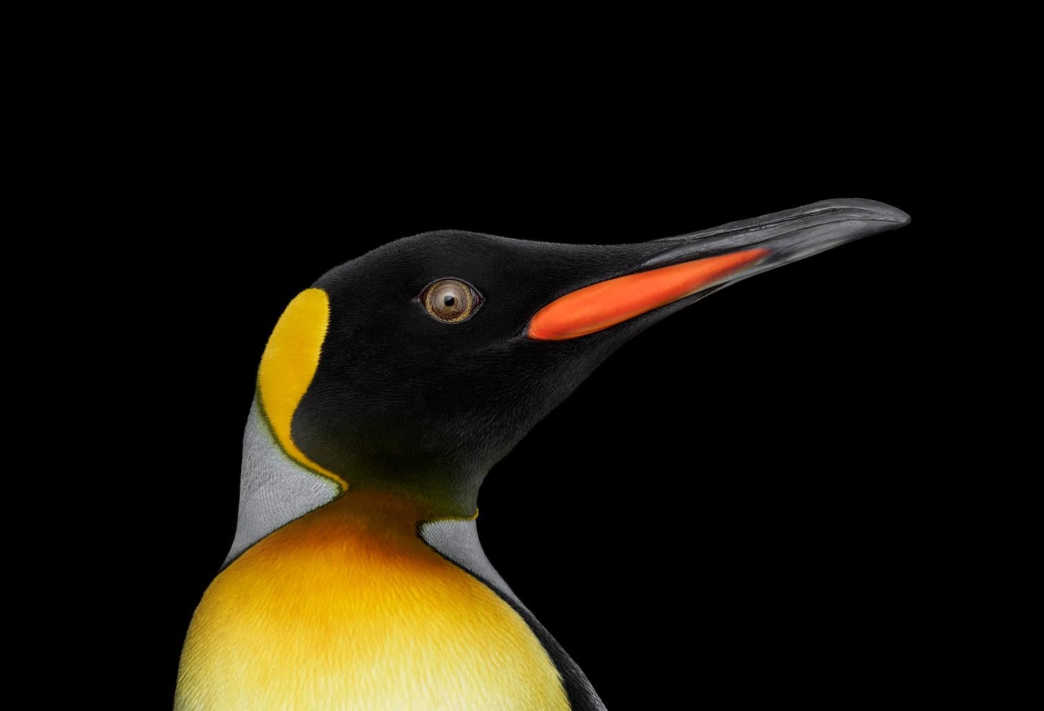 Color Photograph Brad Wilson - Le Pingouin du roi #2