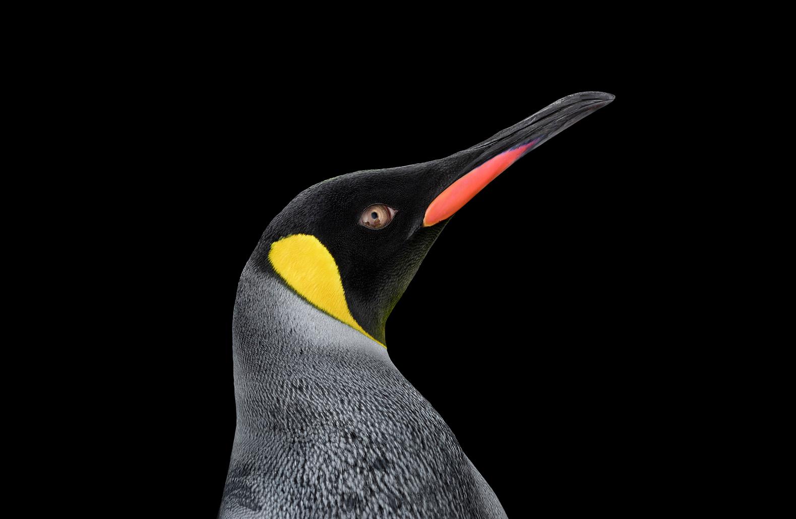 Brad Wilson Color Photograph - King Penguin #3