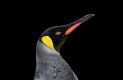 King Penguin #3