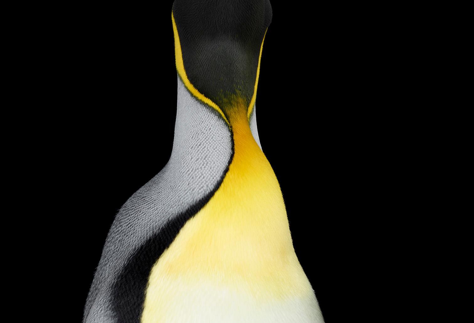 King Penguin #4, Archivtinte-Foto in limitierter Auflage, signiert und nummeriert – Photograph von Brad Wilson