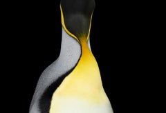 King Penguin #4, limited edition archival ink photograph, signed and numbered