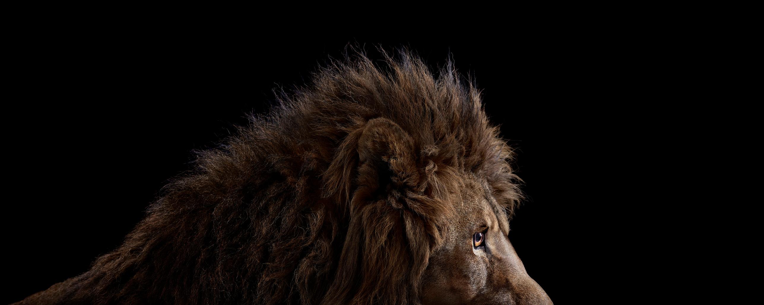 Brad Wilson Color Photograph - Lion #6