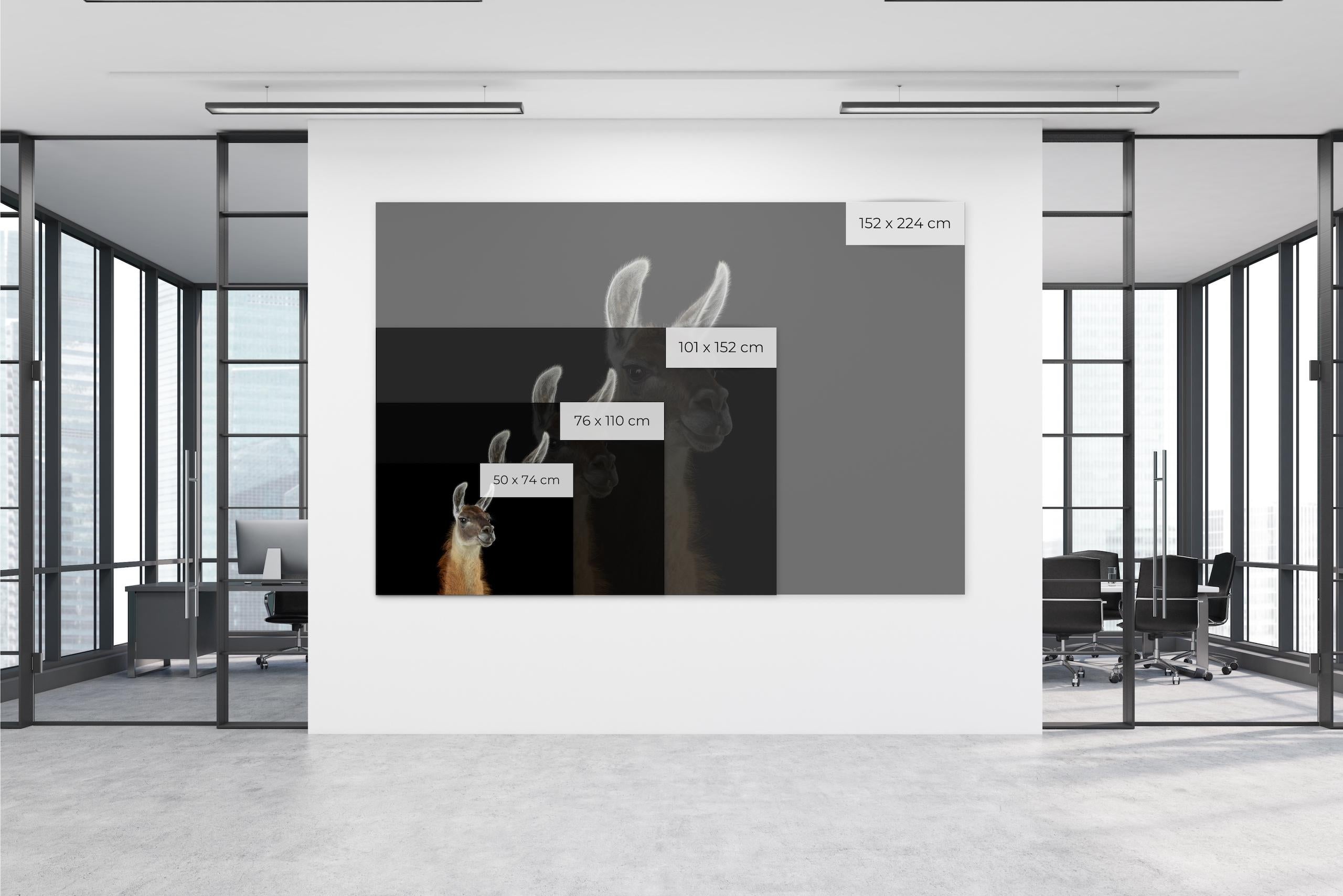 Llama #1 Shamakhi, Azerbaijan, 2024 by Brad Wilson - Animal portrait photography im Angebot 1