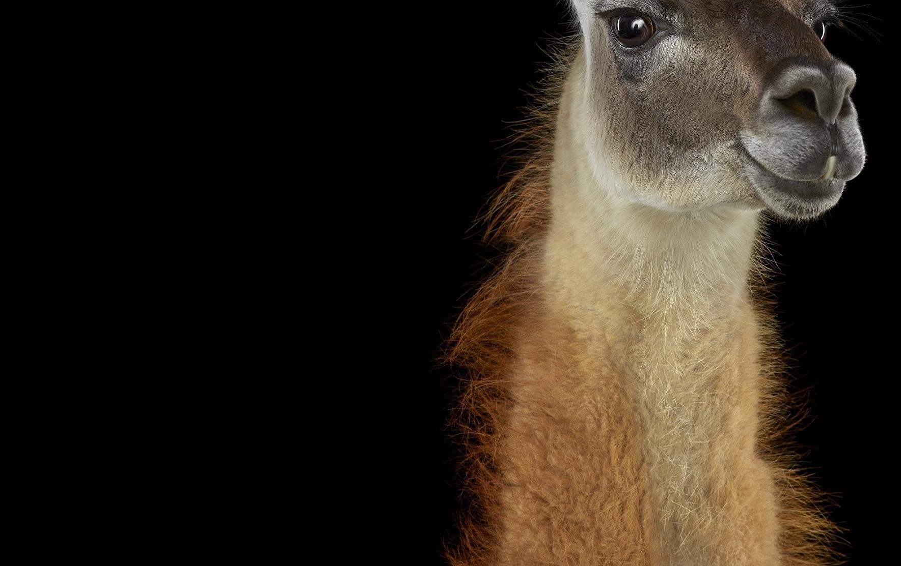 Llama #1 Shamakhi, Azerbaijan, 2024 by Brad Wilson - Animal portrait photography im Angebot 2