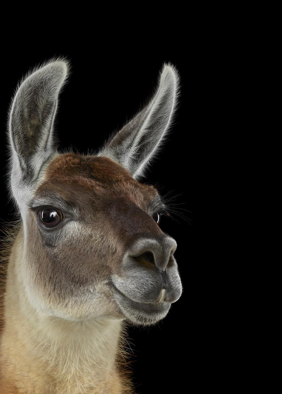 Llama #1 Shamakhi, Azerbaijan, 2024 by Brad Wilson - Animal portrait photography im Angebot 3