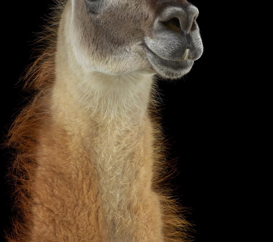 Llama #1 Shamakhi, Azerbaijan, 2024 by Brad Wilson - Animal portrait photography im Angebot 4