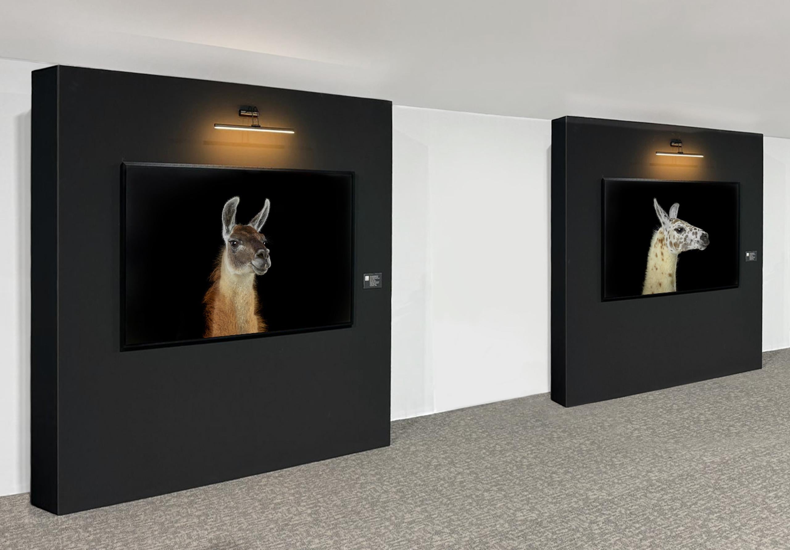 Llama #1 Shamakhi, Azerbaijan, 2024 by Brad Wilson - Animal portrait photography im Angebot 5