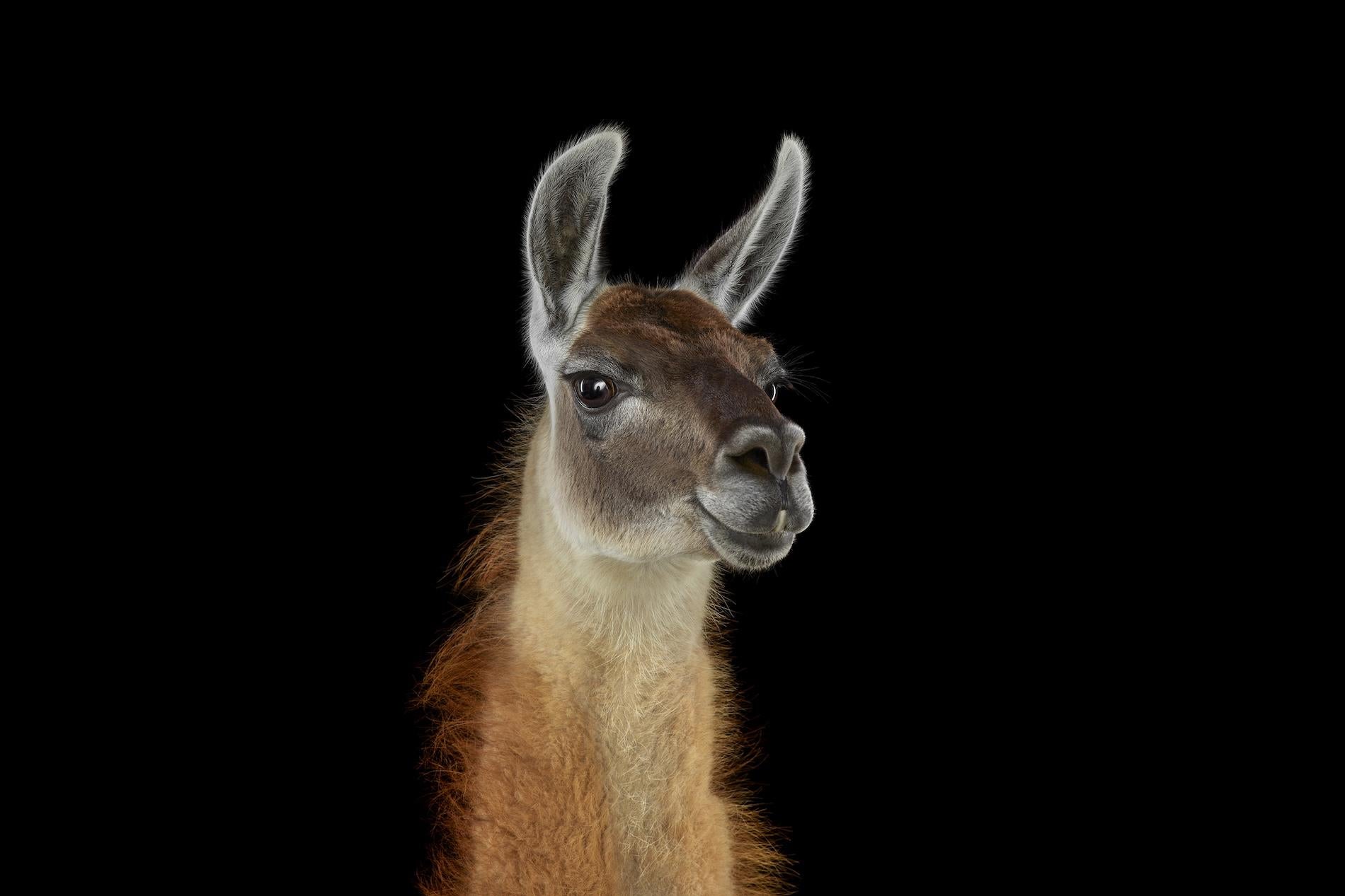 Llama #1, Shamakhi, Azerbaijan, is a photograph by American artist Brad Wilson. This fine art print represents a llama and aims to capture its unique character.

This photograph is sold unframed as a print only. It is available in 4 dimensions:
*50