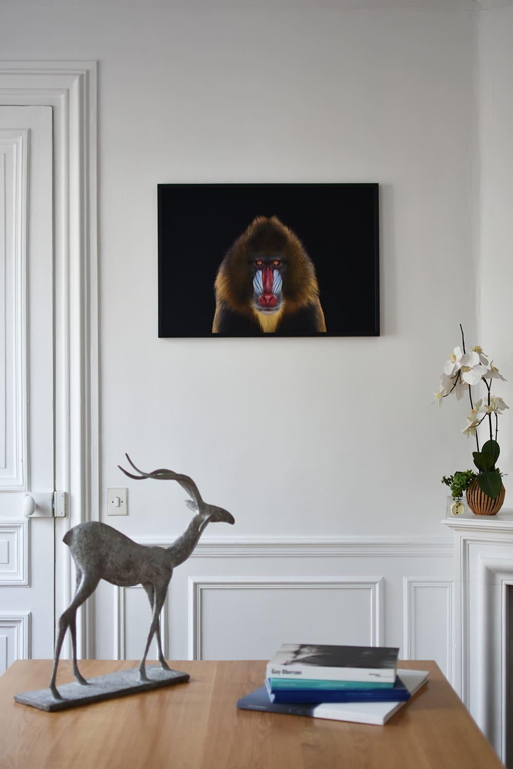 Mandrill #1 by Brad Wilson - Animal portrait photography For Sale 1