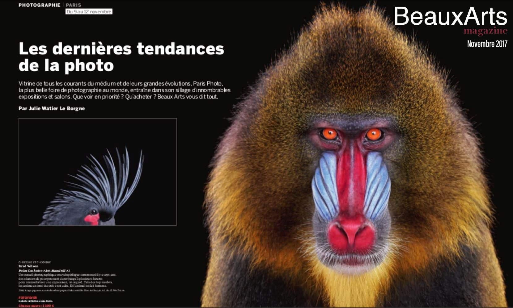 Mandrill #1 by Brad Wilson - Animal portrait photography For Sale 4