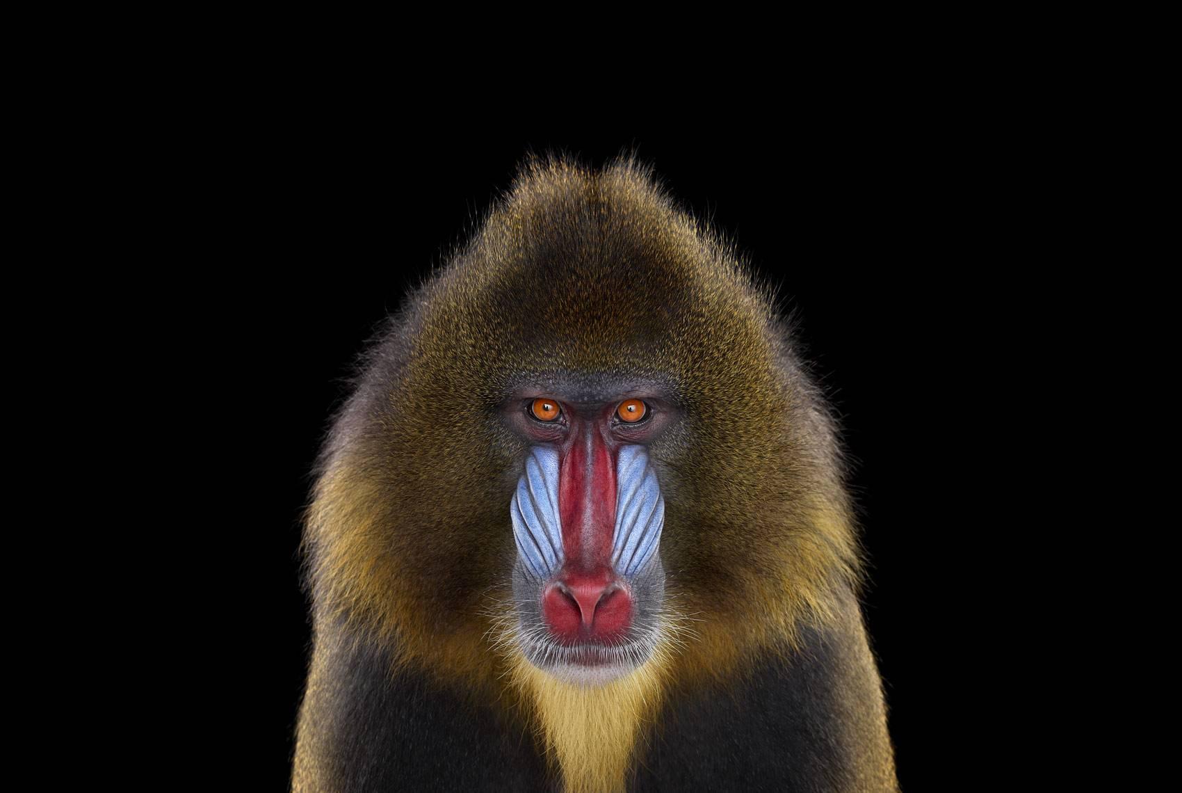 'Mandrill #1, Los Angeles, CA, 2014' is a limited-edition photograph by contemporary artist Brad Wilson from the ‘Affinity’ series which features studio portraits of wild animals. 

This photograph is sold unframed as a print only. It is available