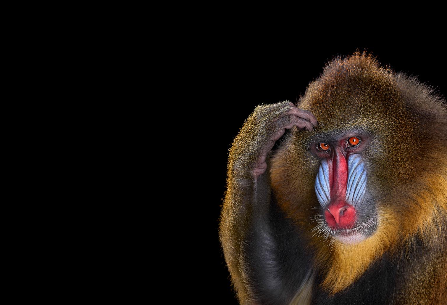 Color Photograph de Brad Wilson - Mandrill #4, Los Ángeles, CA, 2014