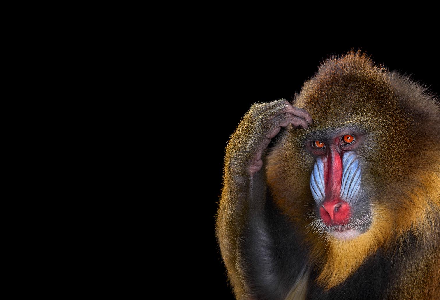 Brad Wilson Color Photograph - Mandrill #4, Los Angeles, CA, 2014