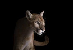 Mountain Lion #4 by Brad Wilson - Animal portrait photography, wild cat
