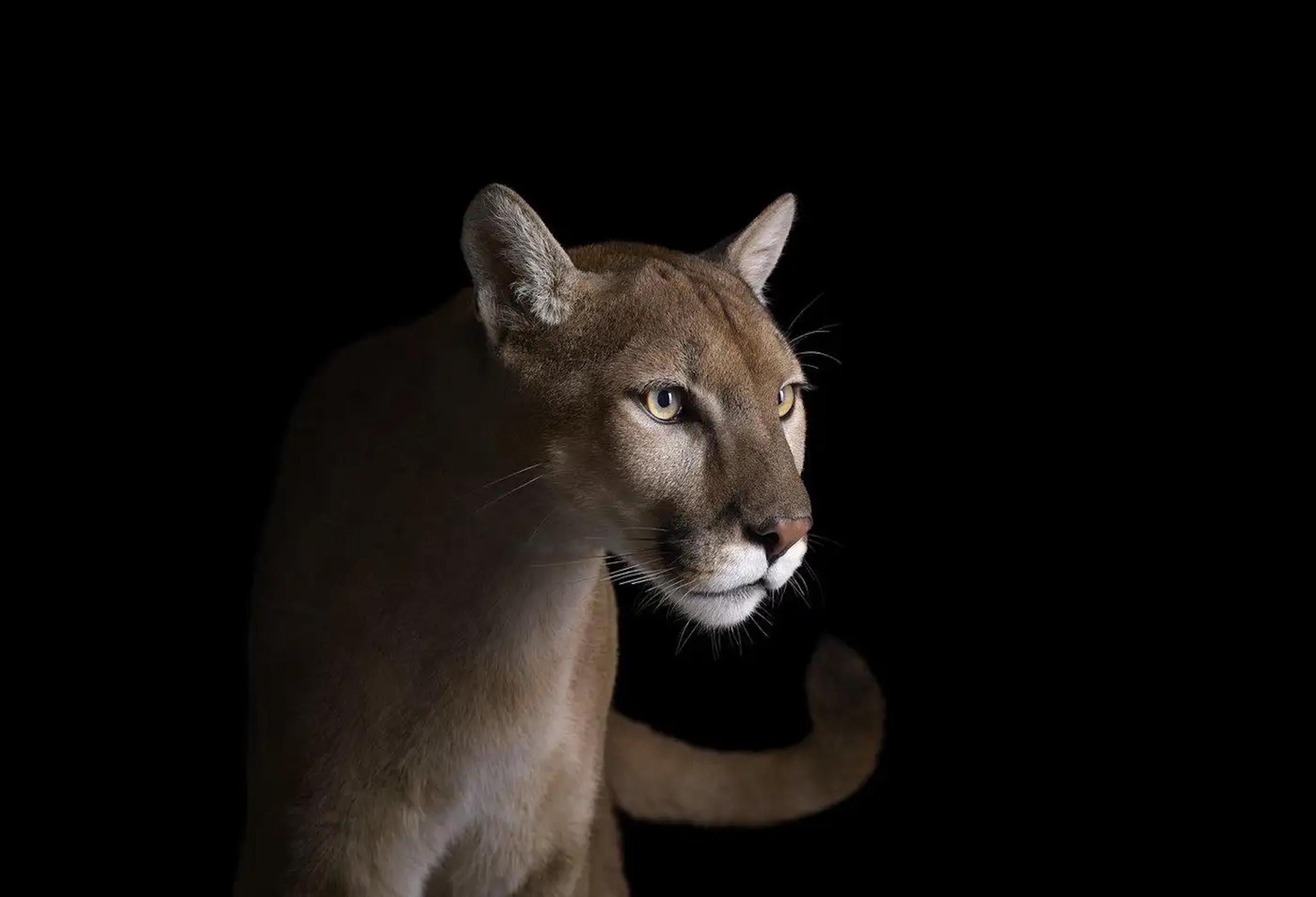 Berglöwe #4 von Brad Wilson - Tierporträtfotografie, Wildkatze