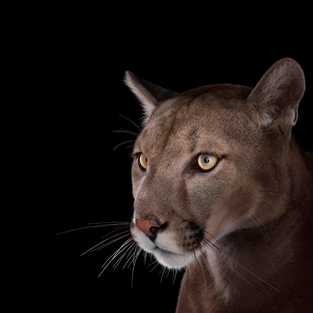 Brad Wilson Color Photograph - Mountain Lion #7, Los Angeles, CA, 2011