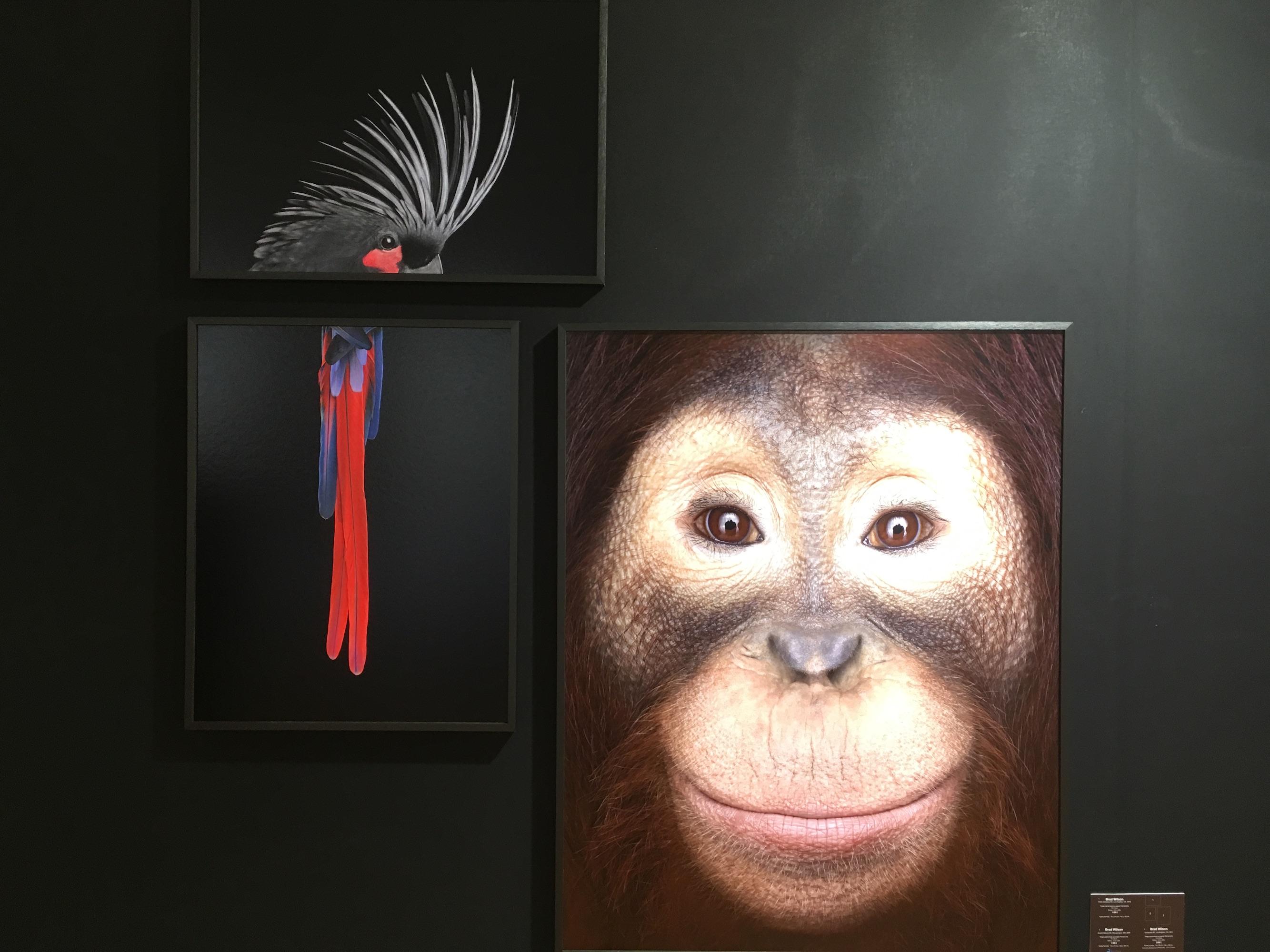 Orangutan #1 von Brad Wilson – Tierporträtfotografie im Angebot 2