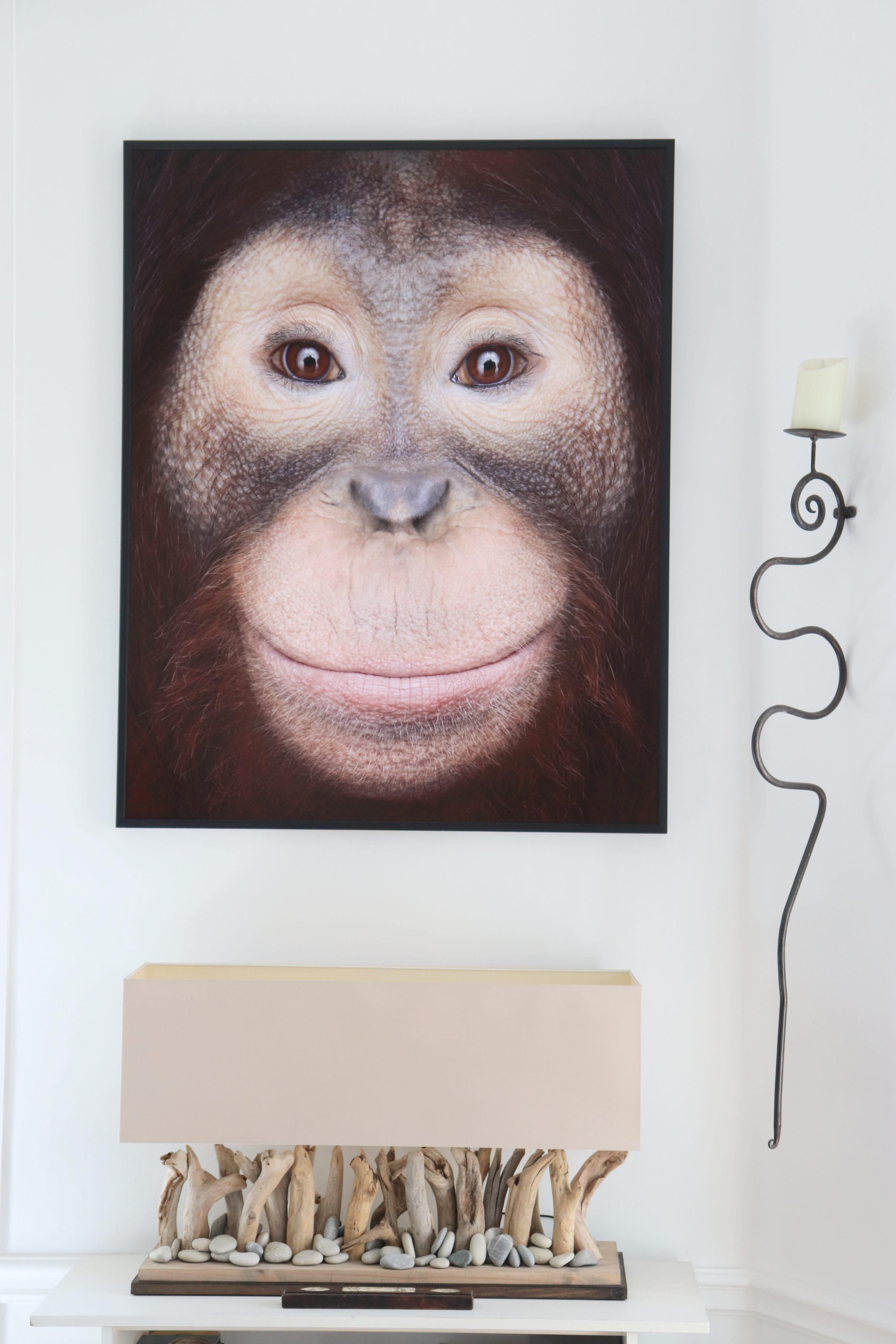 Orangutan #1 von Brad Wilson – Tierporträtfotografie im Angebot 3