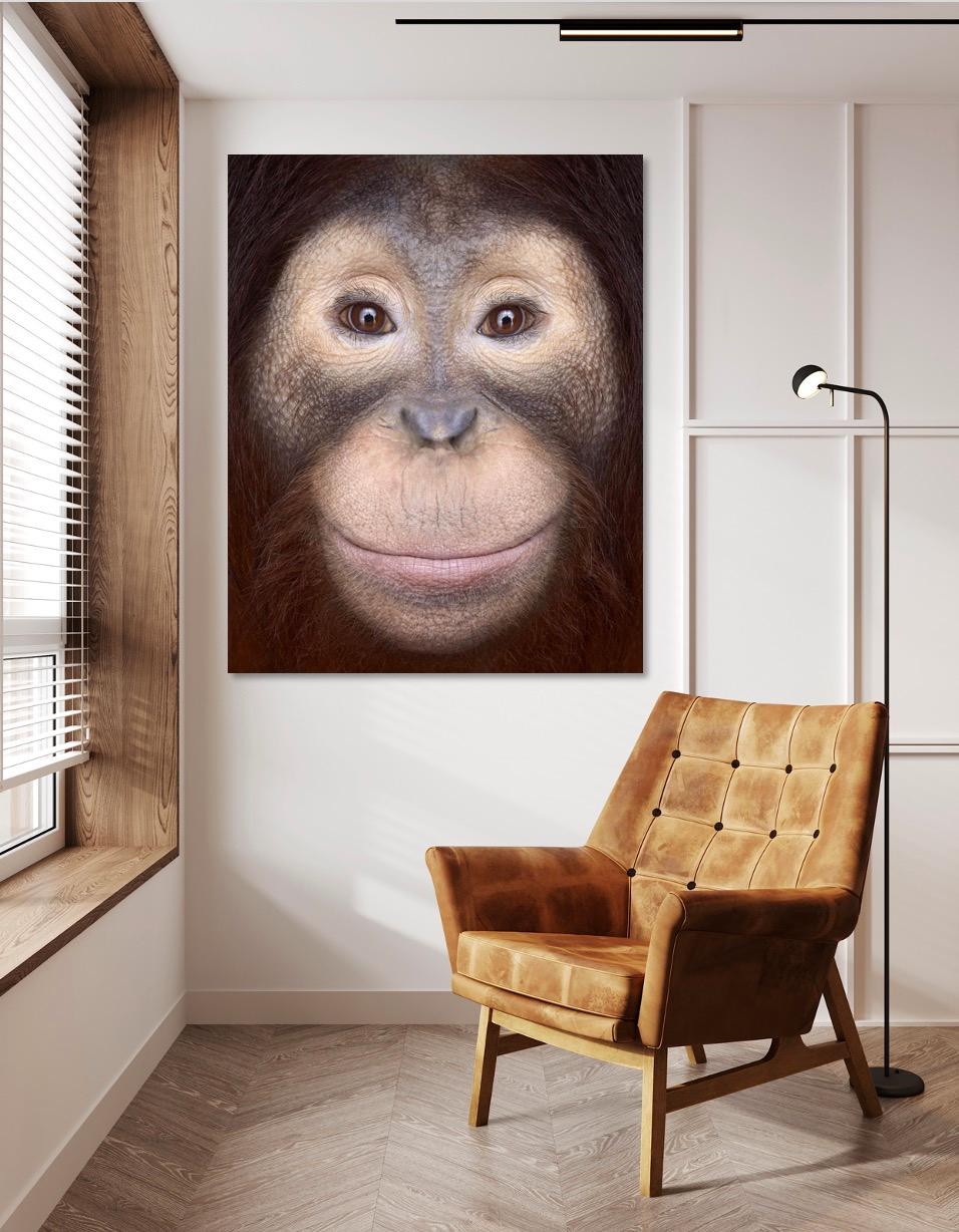 Orangutan #1 von Brad Wilson – Tierporträtfotografie im Angebot 4