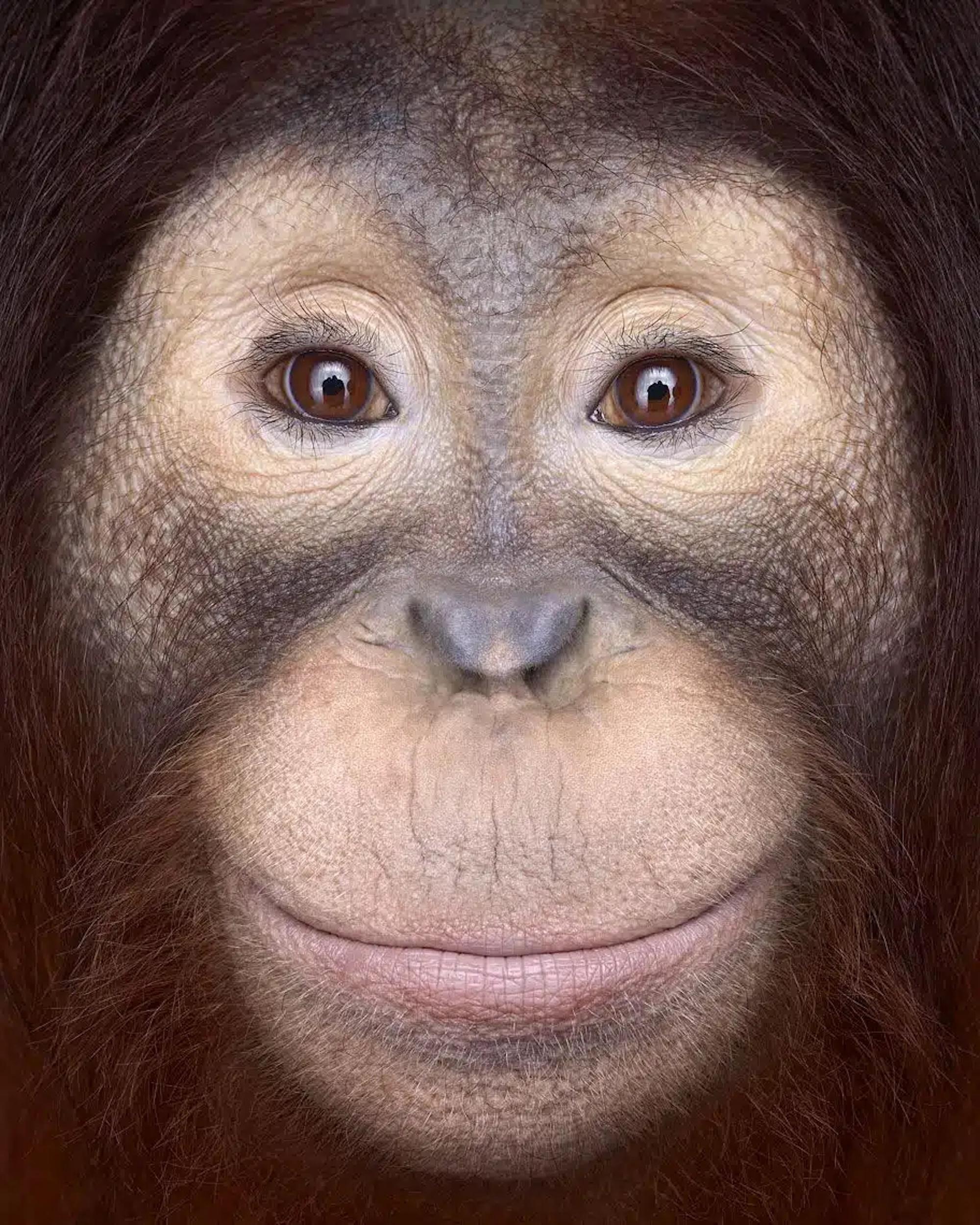 Orangutan #1 di Brad Wilson - Fotografia di ritratti di animali