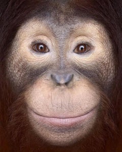 Orangután #1 de Brad Wilson - Fotografía de retratos de animales