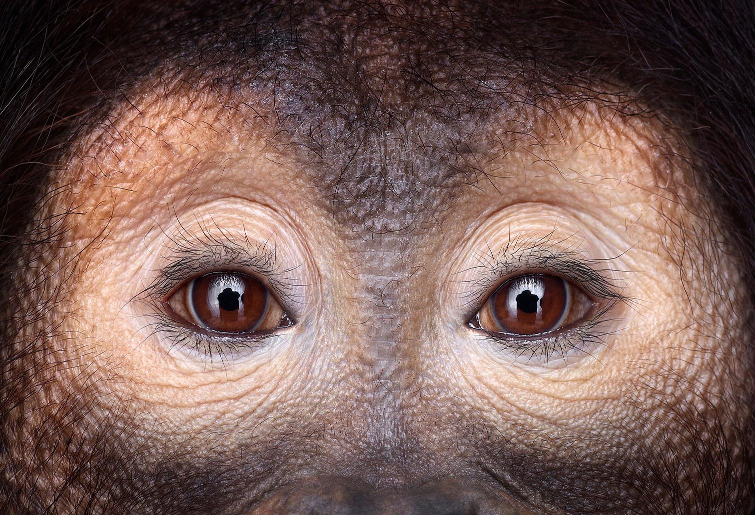 Brad Wilson Color Photograph - Orangutan #10, Los Angeles, CA, 2011
