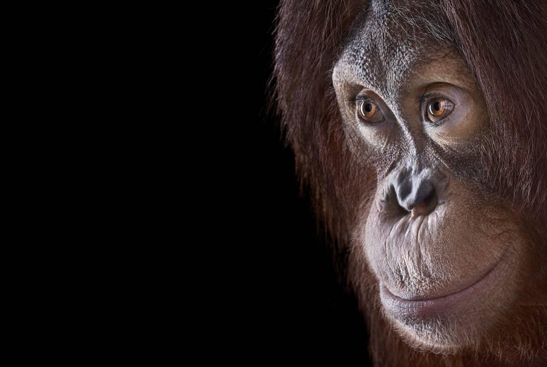 Brad Wilson Portrait Photograph - Orangutan #3, Los Angeles, CA, 2011