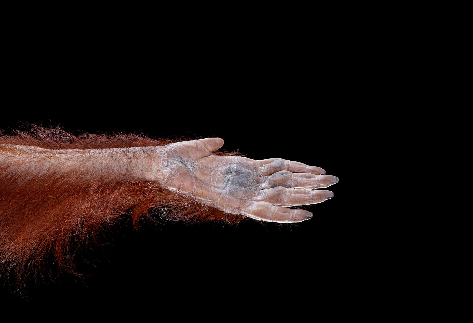 Brad Wilson Color Photograph - Orangutan #8, Los Angeles, CA, 2011
