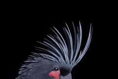 Palm Cockatoo #3 by Brad Wilson - Animal portrait photography, wild bird