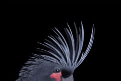 Palm Cockatoo #3 by Brad Wilson - Animal portrait photography, wild bird
