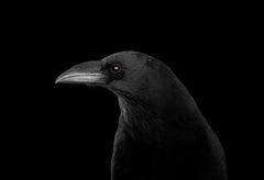 Raven #4, 2019