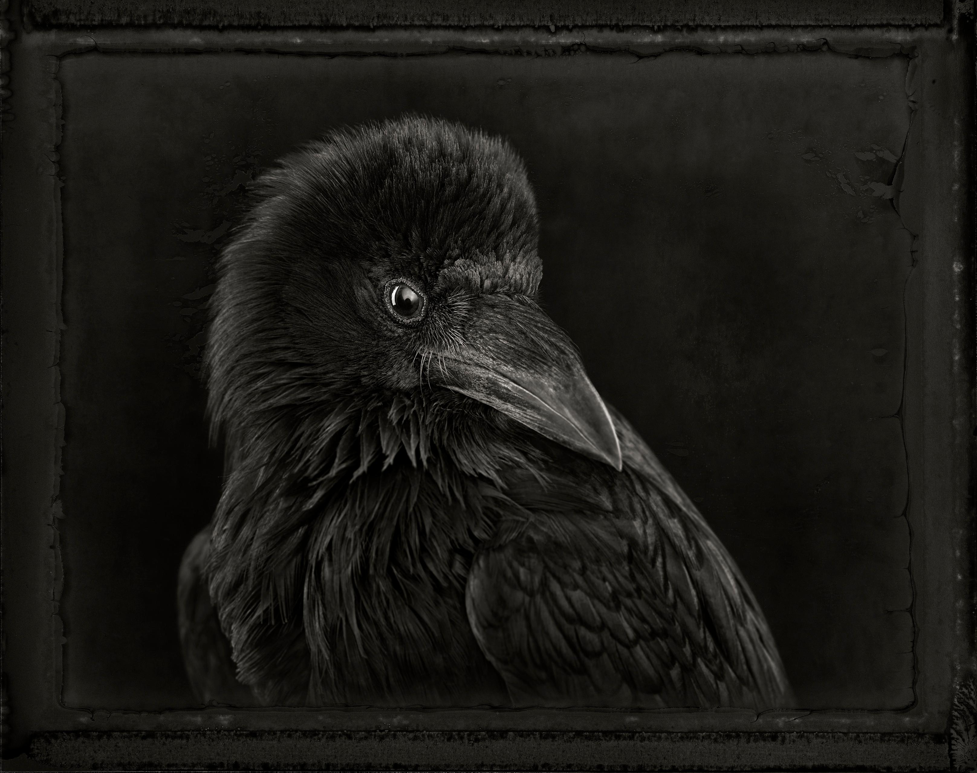 "Raven" is a signed photograph

For millions of years, early humans evolved alongside all other wildlife in a completely analog world, sharing the same natural environments in very similar ways. Although our paths diverged markedly around 12,000