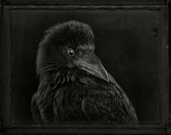 Raven, photograph by Brad Wilson, limited edition, signed and numbered 