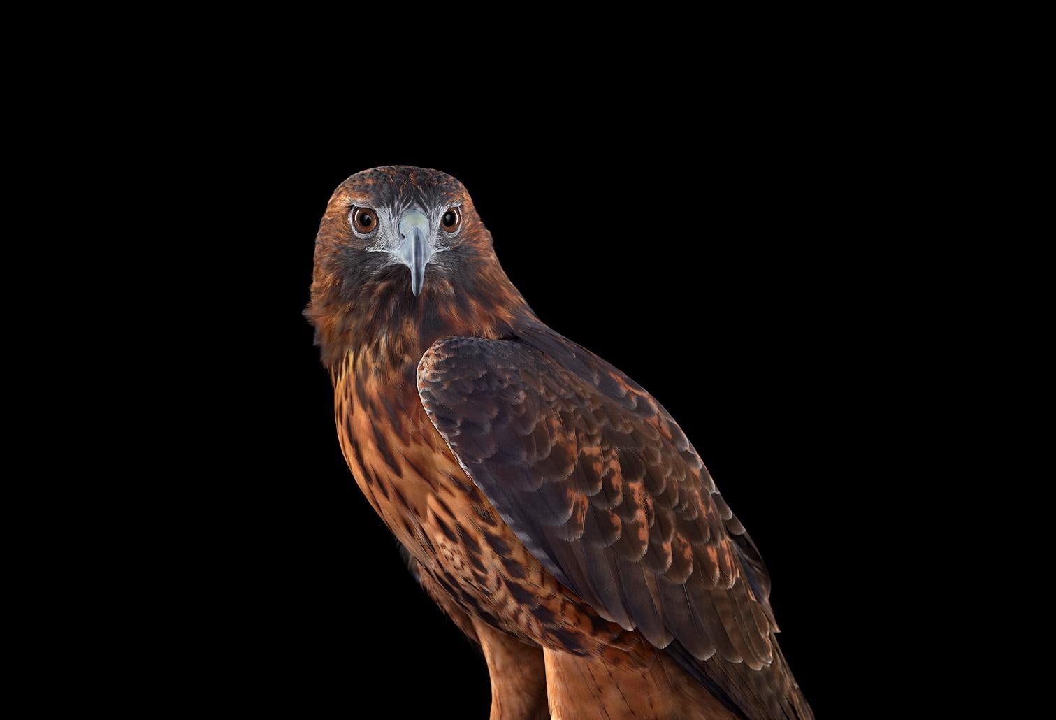 Brad Wilson Color Photograph – Roter roter tailed Hawk #1, Espanola, NM, 2011
