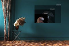 Red Tailed Hawk #4 von Brad Wilson – Tierporträtfotografie, Wildvogel