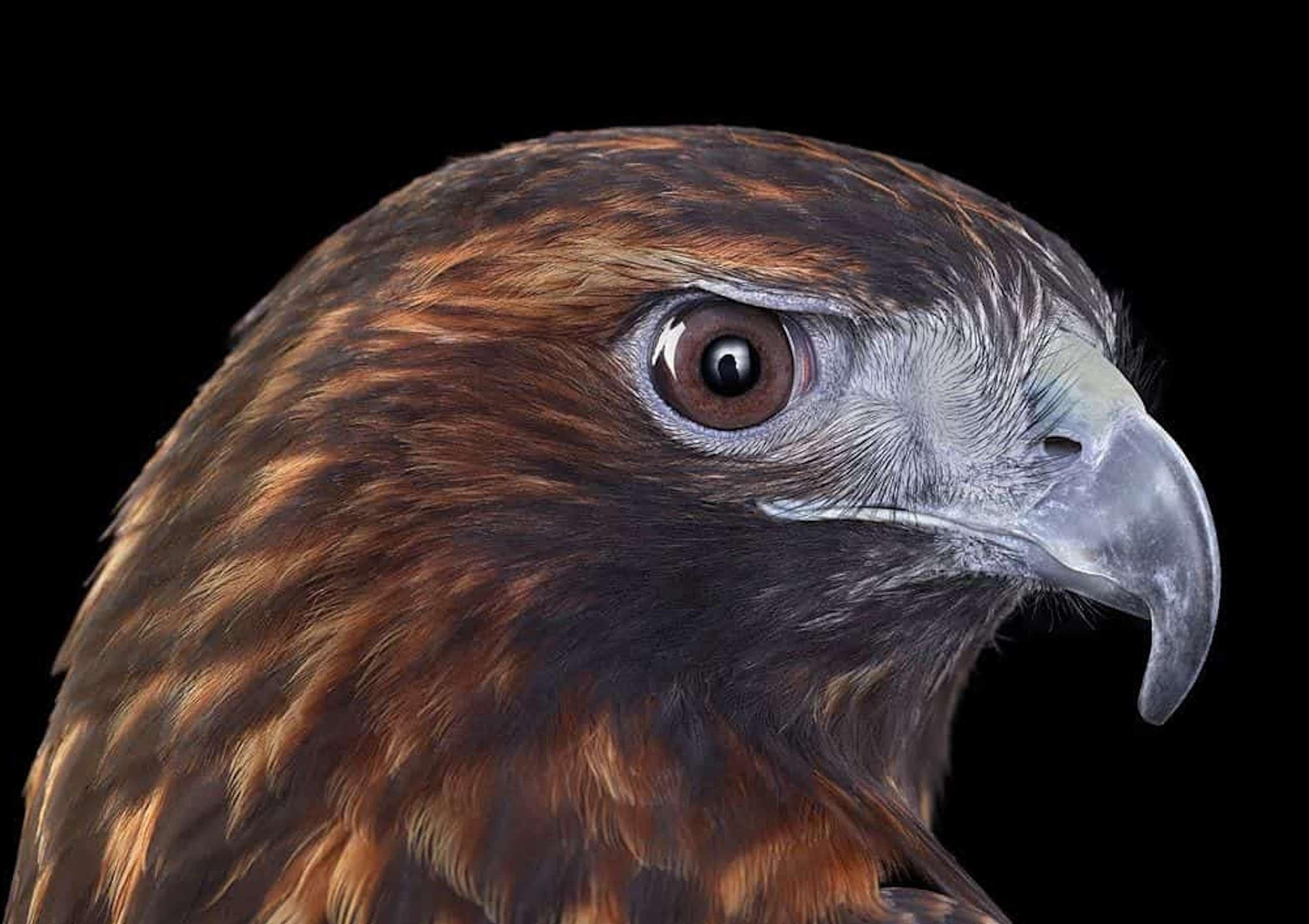 Red Tailed Hawk #4 von Brad Wilson – Tierporträtfotografie, Wildvogel im Angebot 2