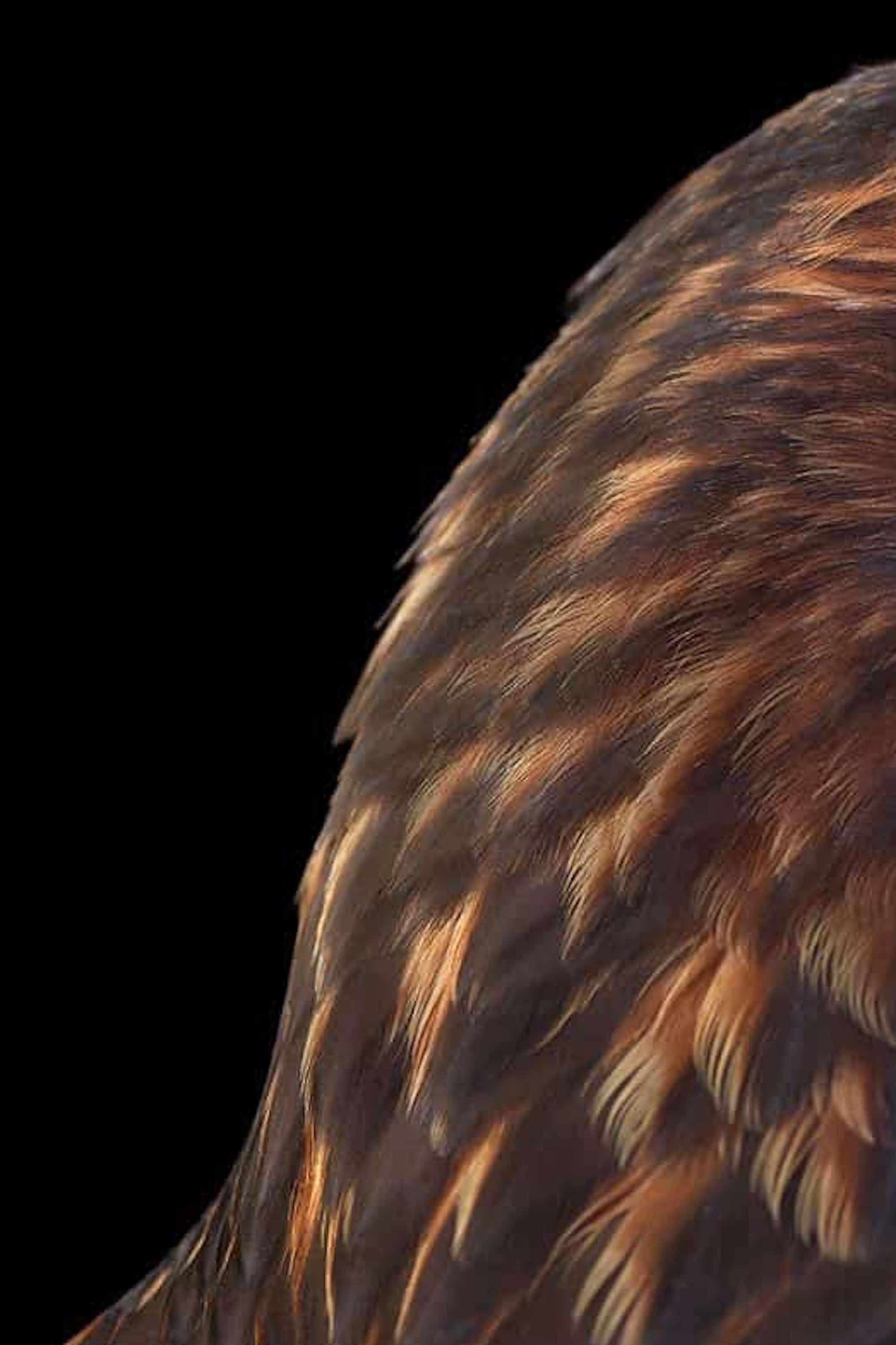 Red Tailed Hawk #4 von Brad Wilson – Tierporträtfotografie, Wildvogel im Angebot 3